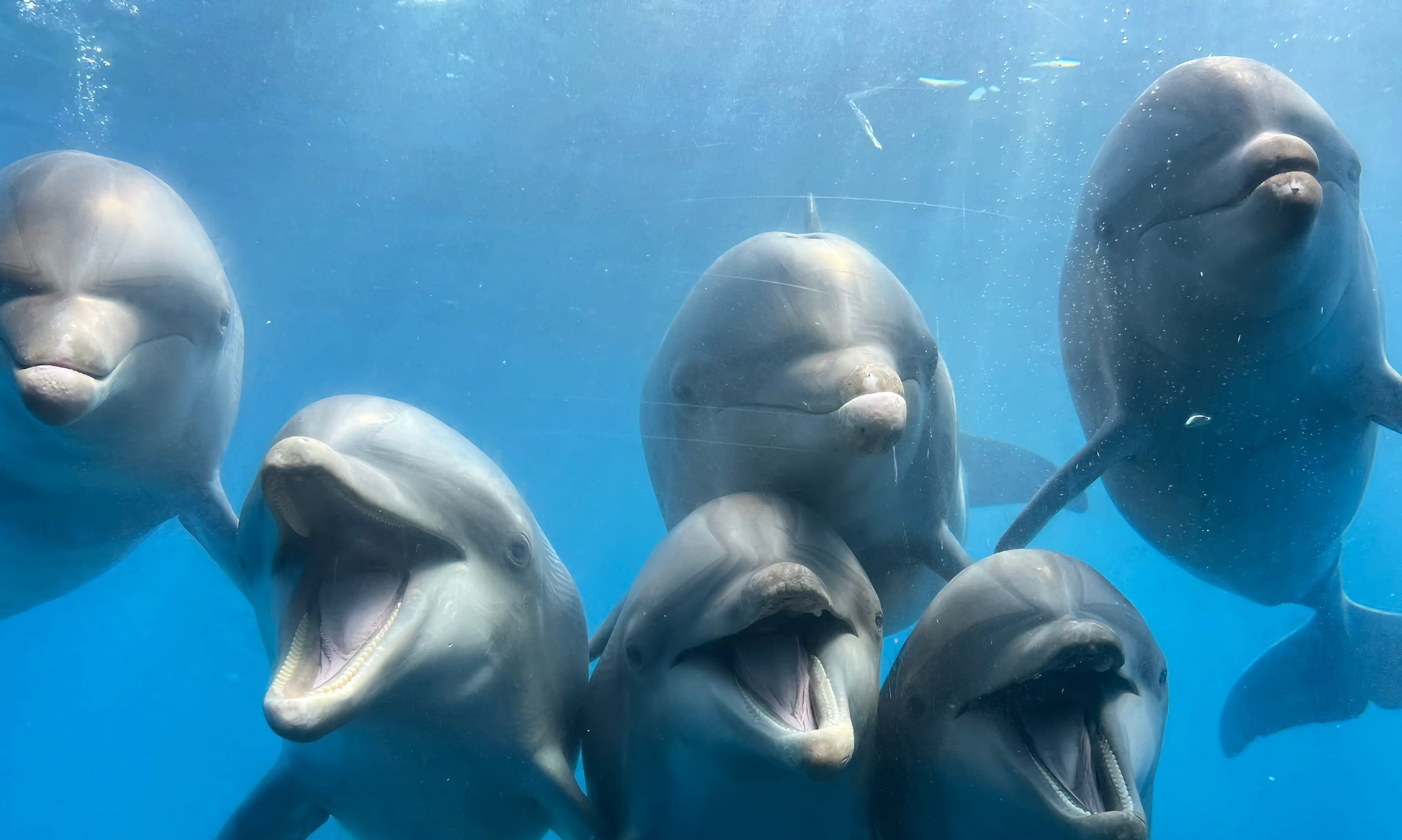 Six dolphins look toward the camera