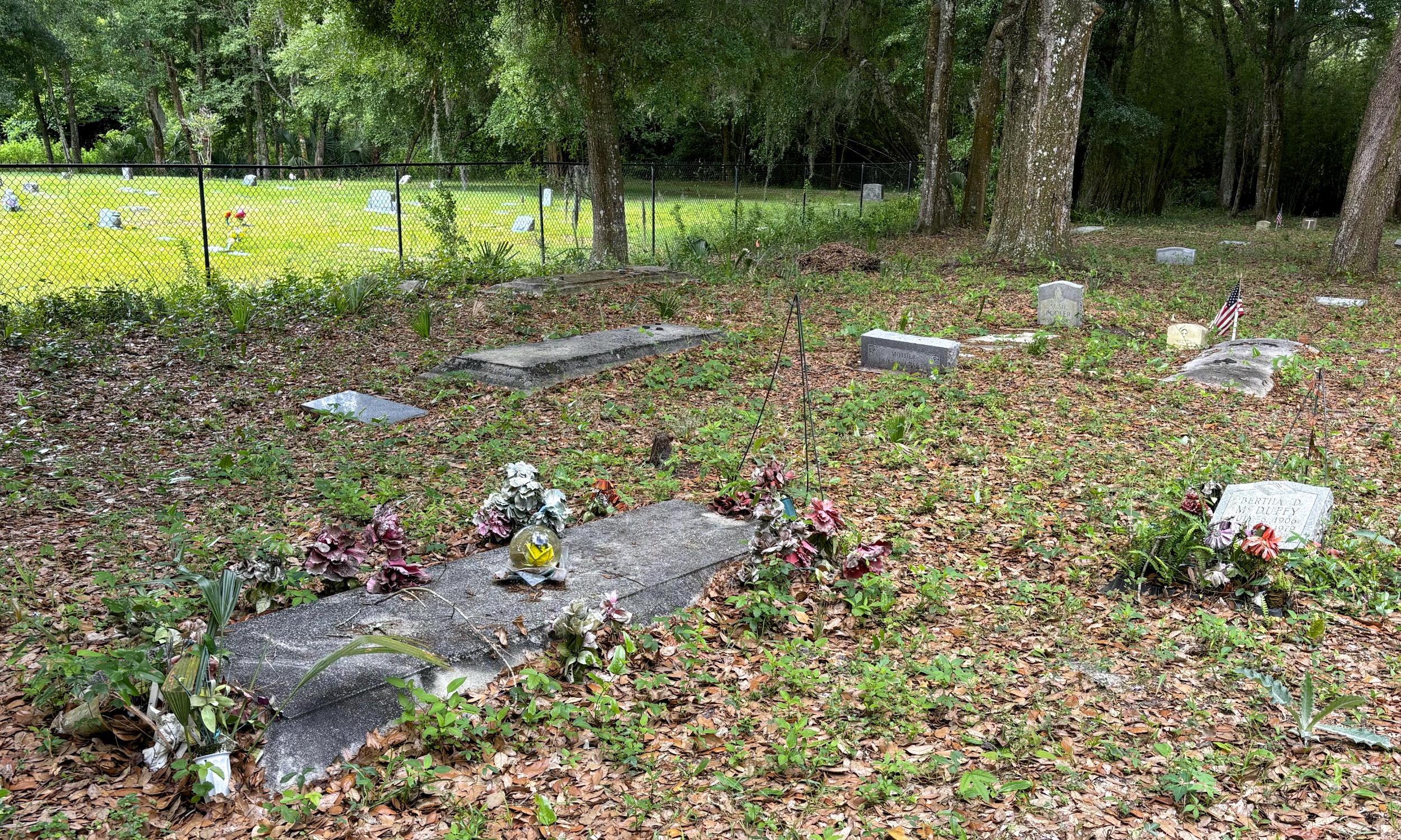 Foreground: Pinehurst cemetery markers and burial vaults adorned with flowers. The ground is covered in oak leaves and tree saplings. Background: on the other side of a chainlink fence, Evergreen Cemetery. Grave markers stand on bright green lawn grass.