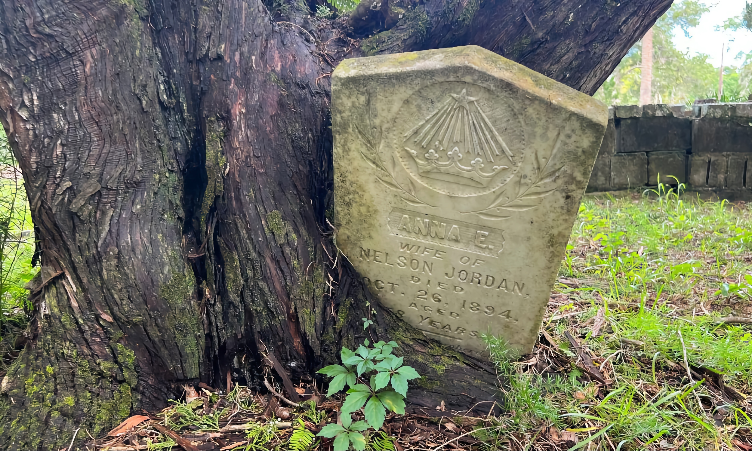 The gravestone of Anna E. Jordan tips forward as a cedar treee grows around it.