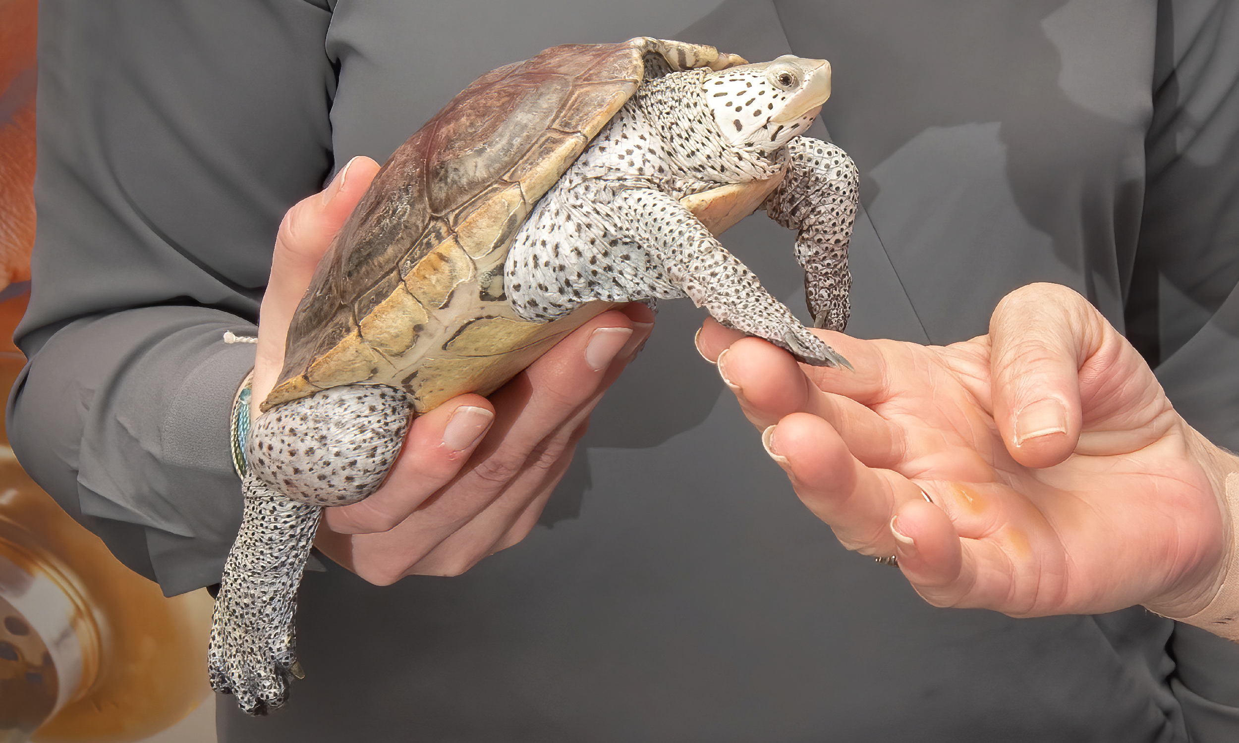 A native turtle, as seen at an event promoting wildlife and the local area