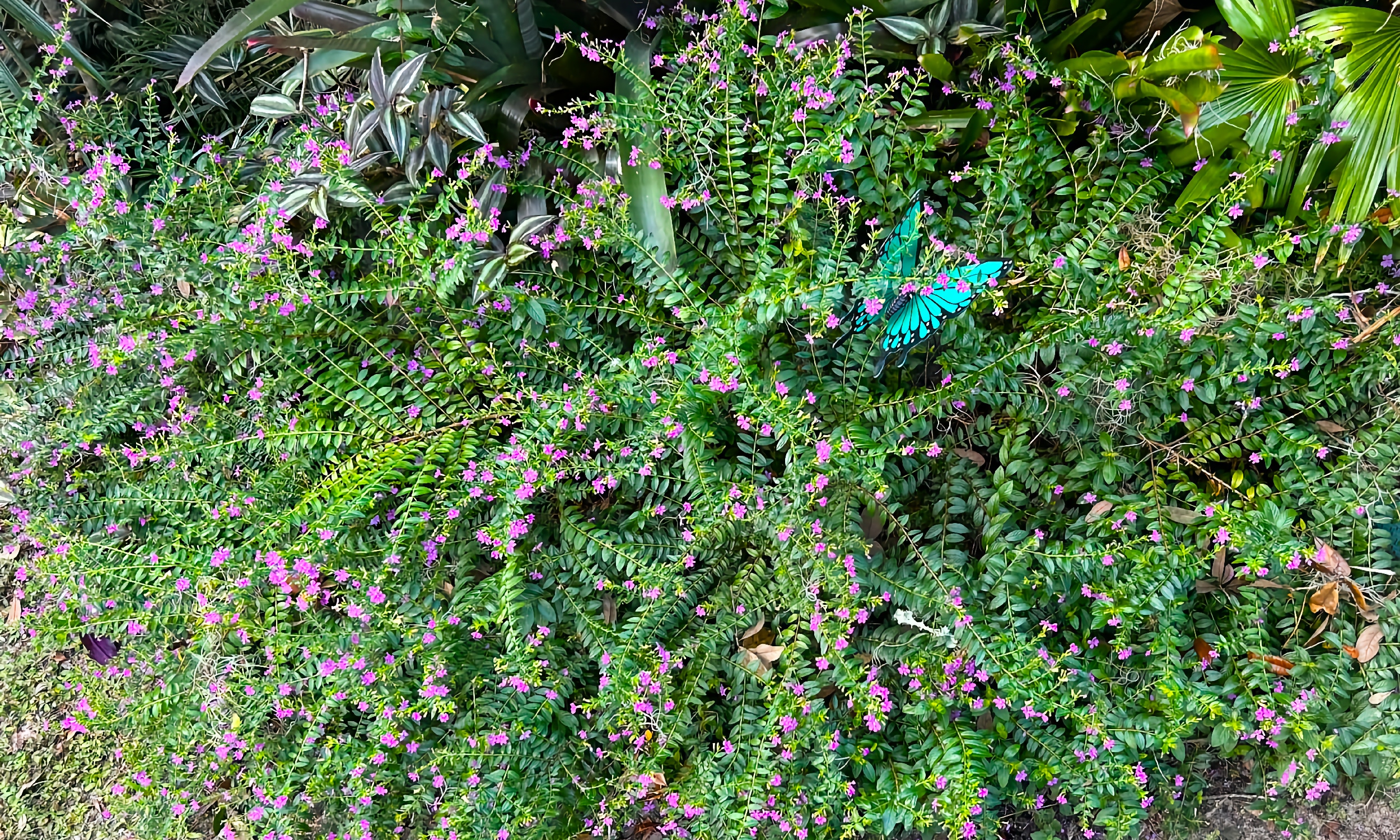 False heather, a low-growing green bush with tiny pink flowers