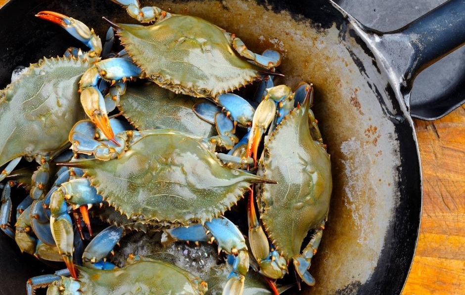 Blue Crab Festival Visit St. Augustine