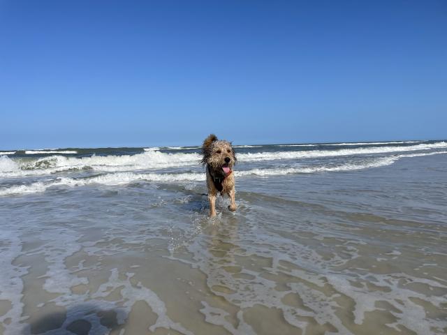 DogSmilingAtBeachInSurf