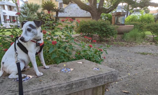 Dog sitting on a bench with a park setting behind him.