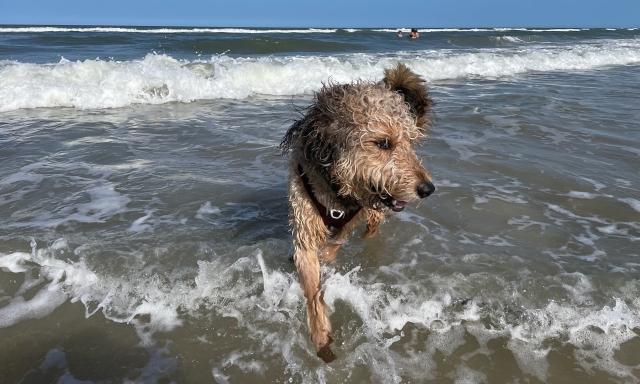 A shaggy and wet dog enjoying one of the beaches in the county