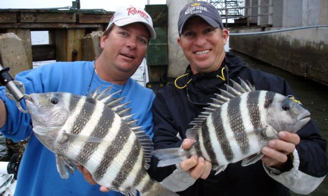 Two fisherman display their sheepshead fish, showcasing the fish's distinctive black and white striping