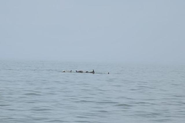 A family of dolphins that we saw swimming out into the ocean.