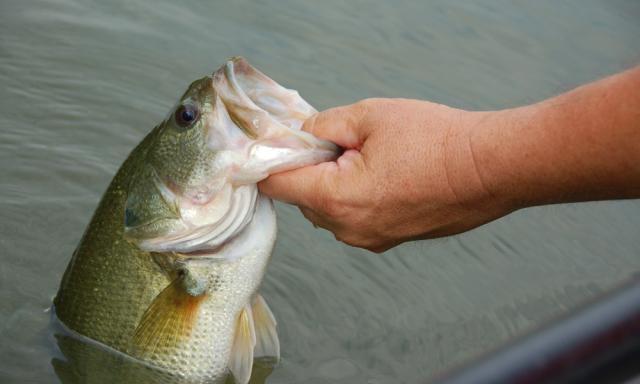 Fisherman pulling in large mouth bass.