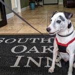 Bring your dog with you when you visit St. Augustine. Many local hotels have pet-friendly options.