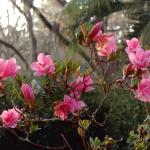 Pink azaeleas in bloom among live oaks