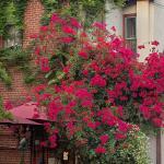 Bright spring flowers decorate a building in Historic St. Augustine