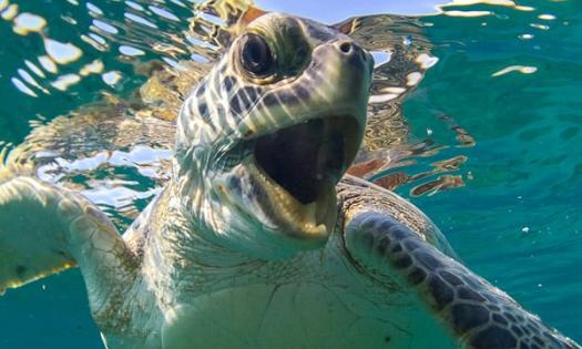 Turtle photography by Ben Hicks