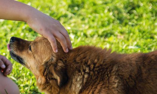 A dog being pet