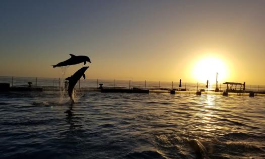 Two dolphin jumping at sunrise