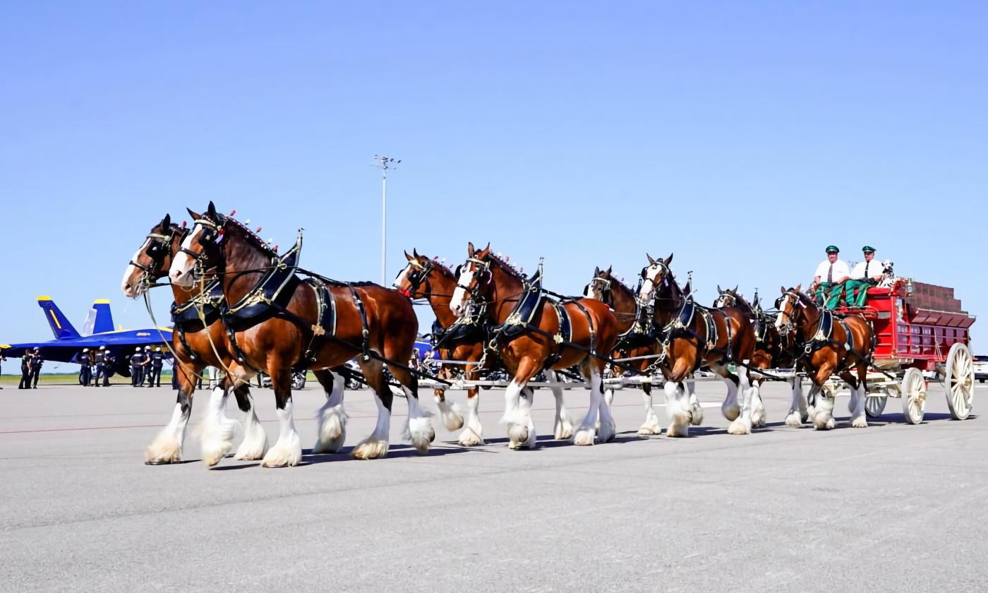 Budweiser Clydesdales Holiday Tour Ponte Vedra Beach Visit St