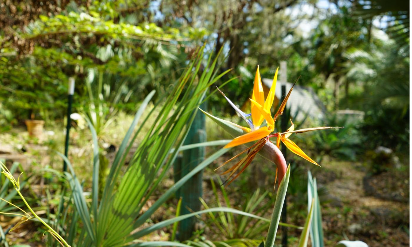 A lone flower in one section of the St. Johns County Botanical Garden