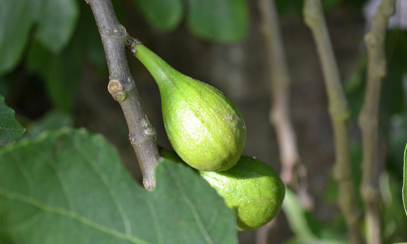 Two wild figs, ripening on a tree