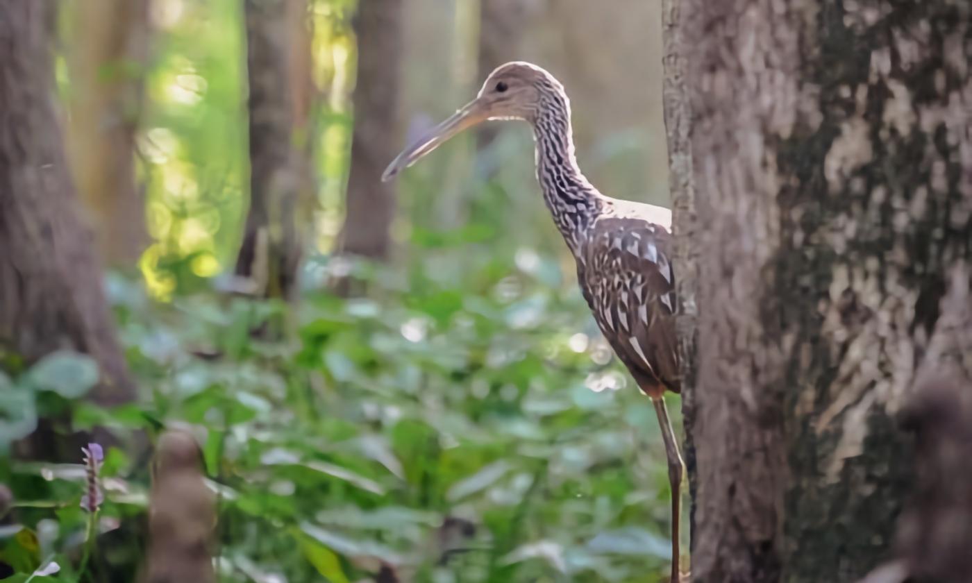 A bird in the woods during the dayttime