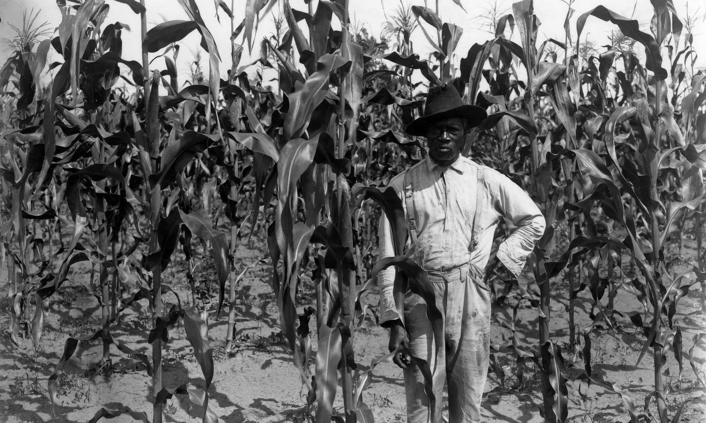 B&W, an African American sharecropping man stands amongst corn stalks.