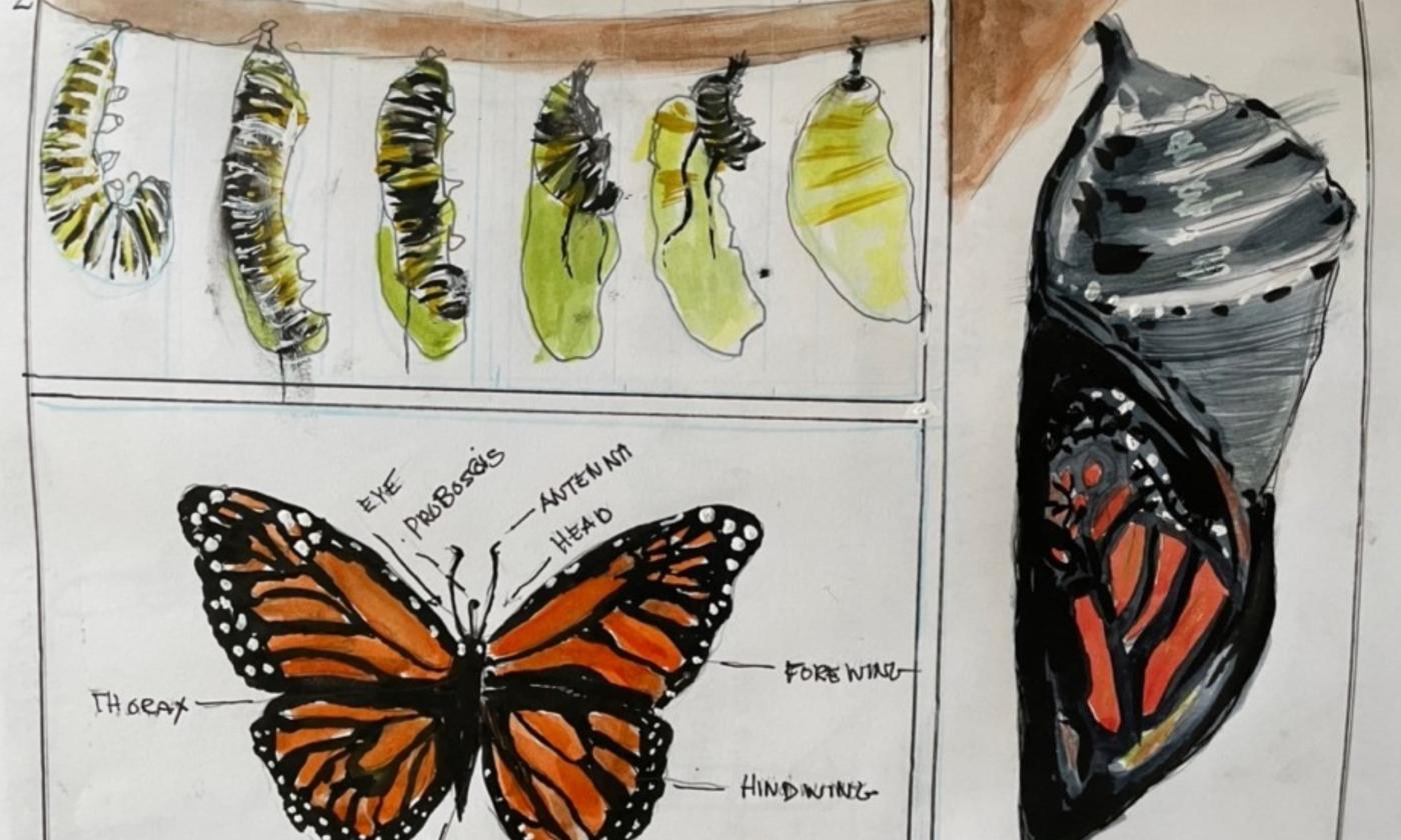 Journal drawing of a caterpillar's development to a butterfly