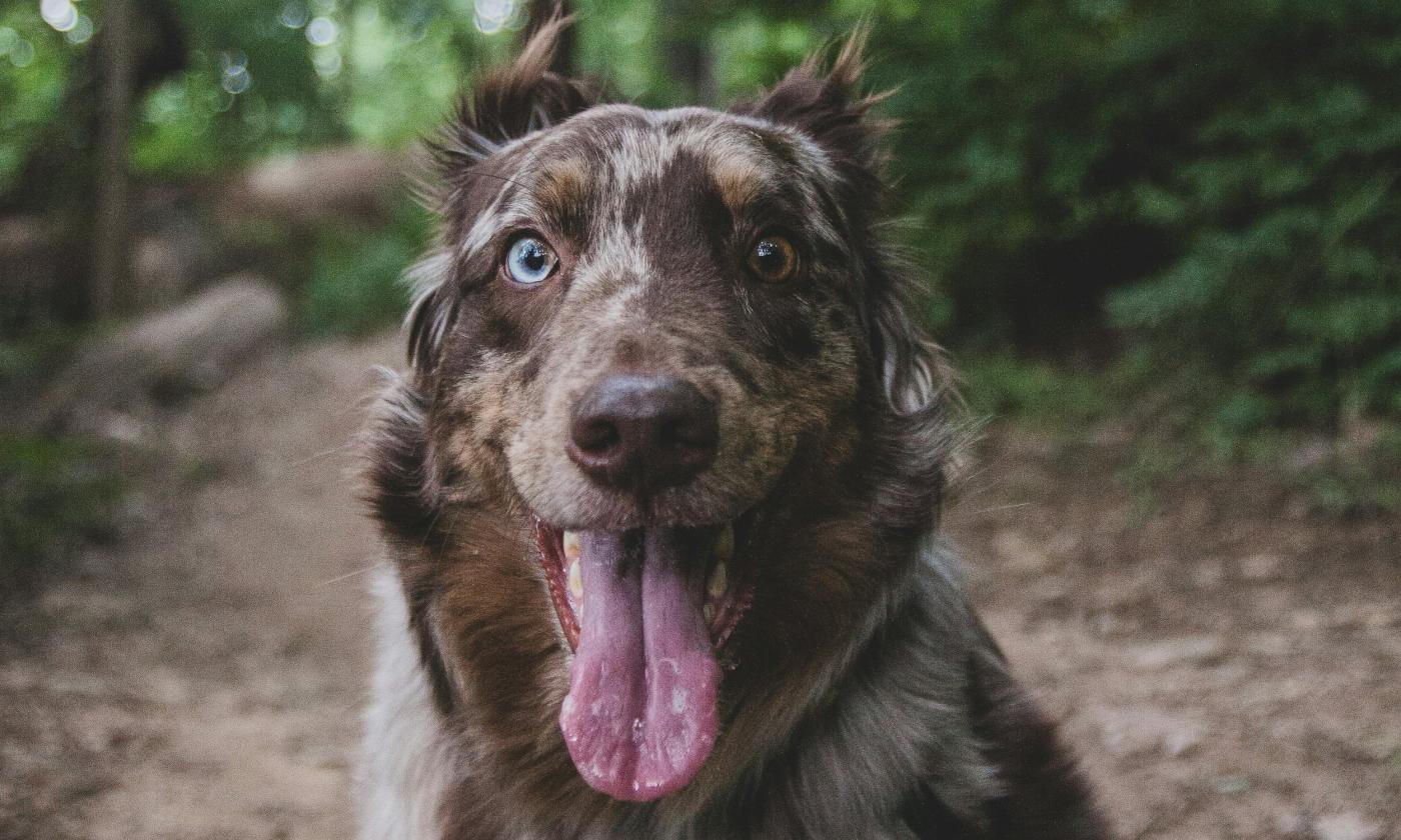 Australian Shepherd posing during a hike