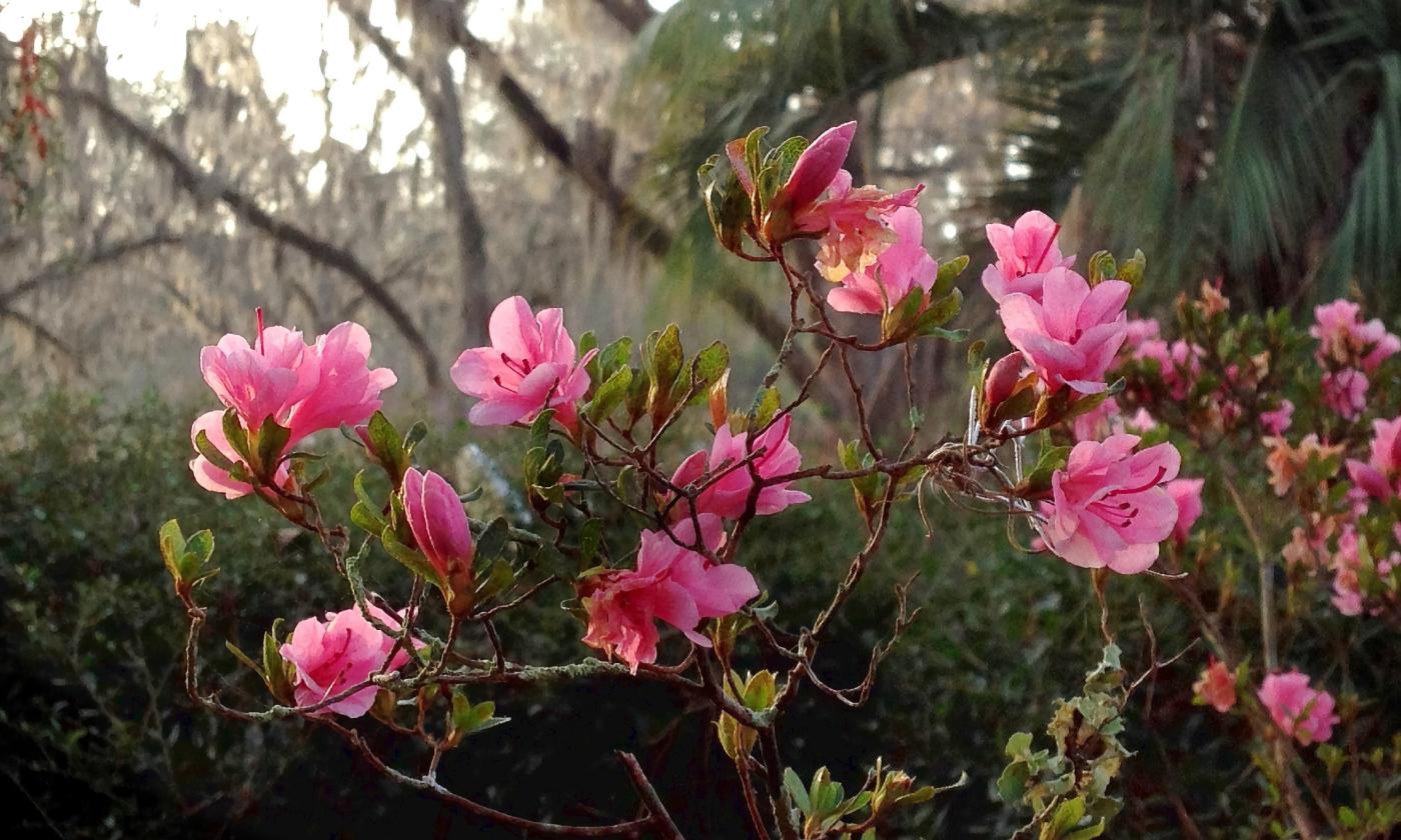 Pink azaeleas in bloom among live oaks