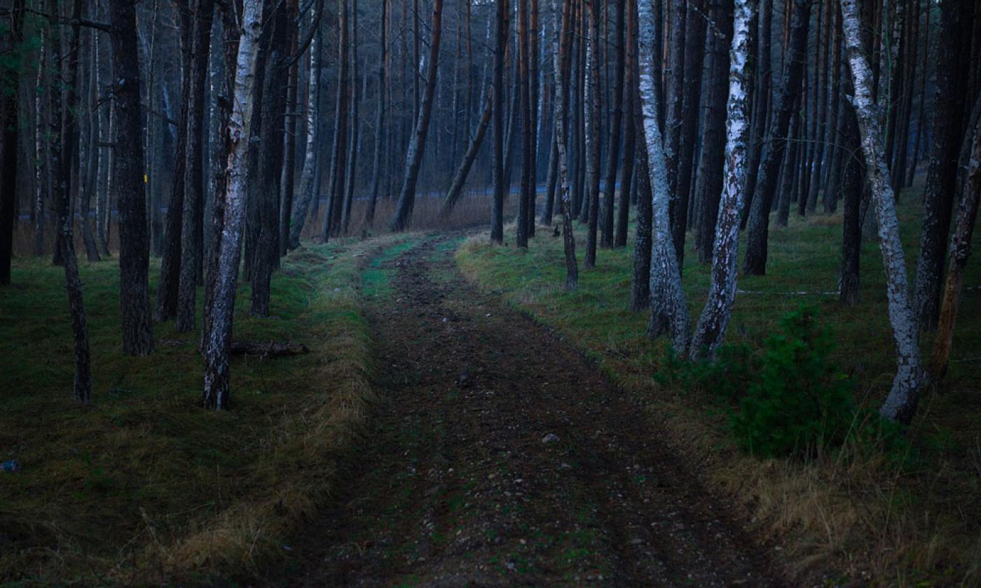 spooky forest path