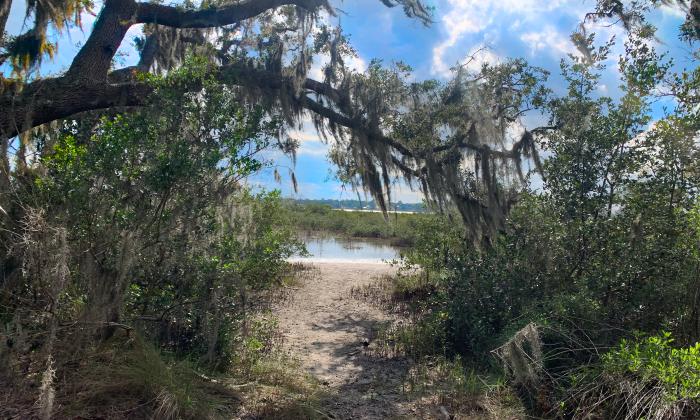 Spanish moss hangs over a path to the Matanzas River