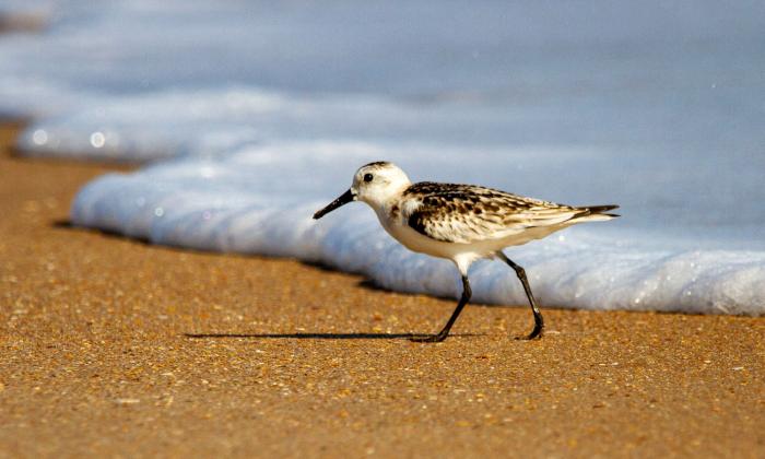 A bird walks past water and steps on sand. 