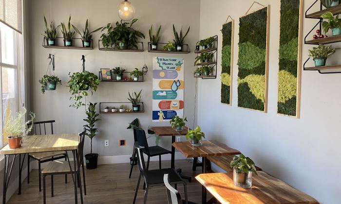 The inside seating area with greenery lining the walls and windowsills