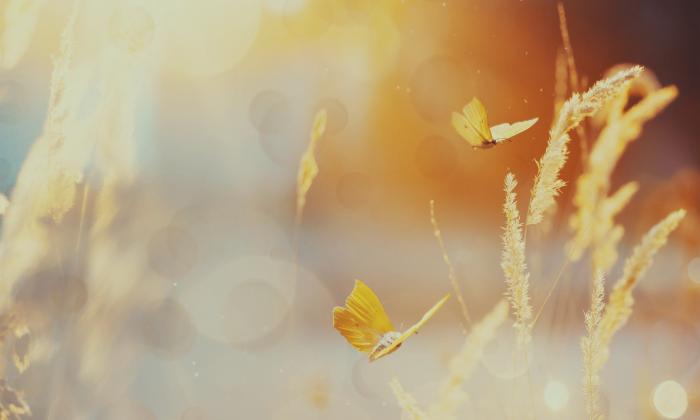 Two yellow butterflies gently hovering over sunlit, golden grasses