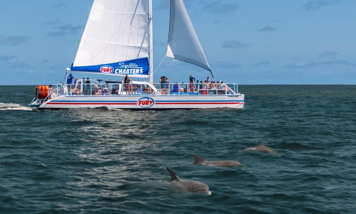 A group of dolphins play as the Fury sails in St. Augustine