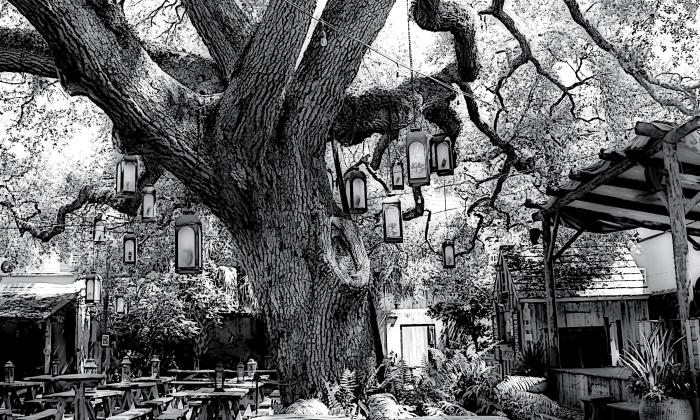 The magestic oak at Colonial Oak Music Quarter