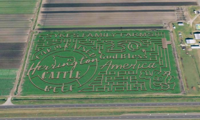 An aerial view of the corn maze