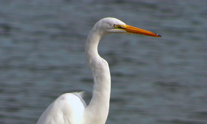 Extraordinary birdwatching spots abound in the nation's oldest city. Photo courtesy of St. Augustine Eco Tours.