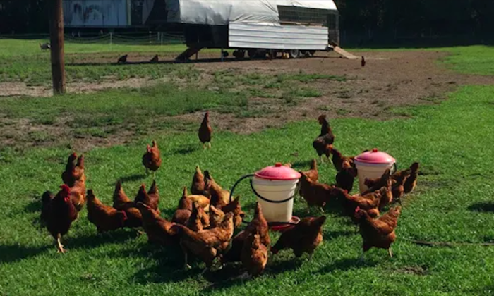 Free range eggs from Gone Organic Dairy in Hastings, Florida