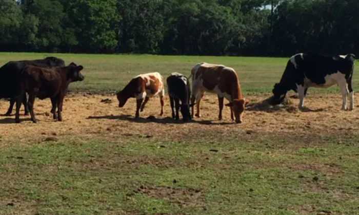 Fresh dairy products from Gone Organics Dairy in Hastings, Florida