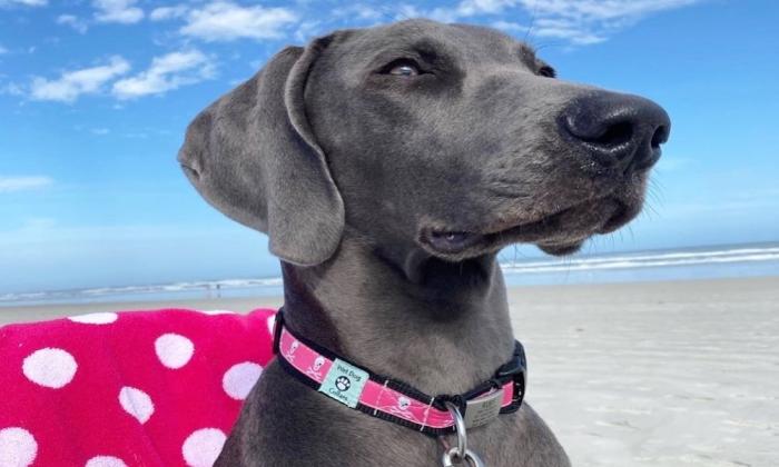 Showing off a handmade in St. Augustine collar from Wet Dog Collars.