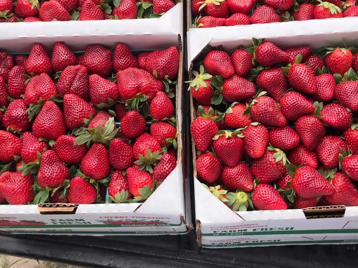 Market Fresh Finds: Radishes perfect for much more than garnish - The  Columbian