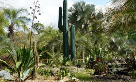 A cactus and an agave plant tower above the desert garden at a botanical garden in Hastings