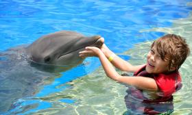 A small boy in the salt-water pool with a bottlenose dolphin at Marineland
