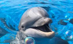 A dolphin with bubbles