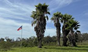 Palm trees and a flag pole up on a hill