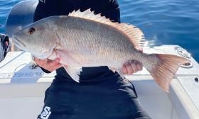 A freshly caught large snapper fish, near Vilano Beach