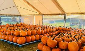 Pumpkins displayed inside a tent