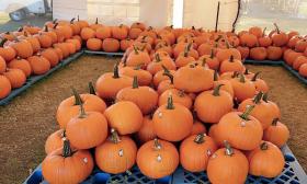 Sykes Family Farms' pumpkin selection