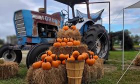 Wesley Wells Farms displays pumpkins