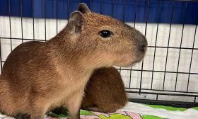 One of the capybaras at the cafe