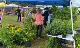 Various plants and produce on display