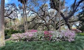 A cultivated row of varigated flowers sitting among tall oak trees